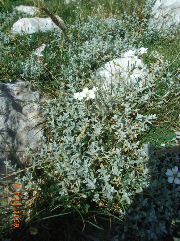 Cerastium tomentosum / Peverina tomentosa